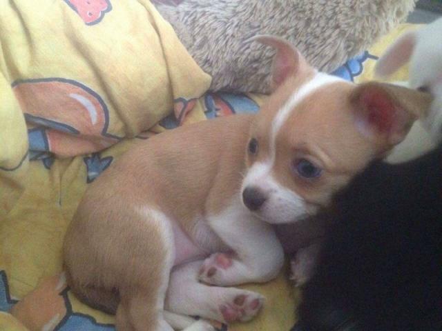 Photo Chihuahua femelle de 3 mois image 2/5