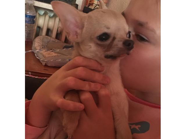 Photo Chihuahua femelle toy image 2/4