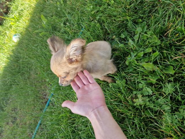 Photo Chihuahua mâle image 2/2