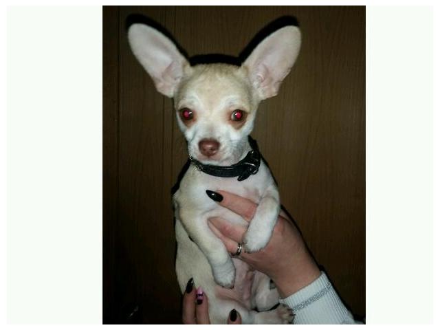 Photo Chihuahua mâle beige clair image 2/2