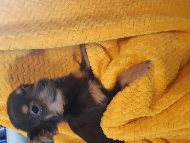 Photo Chihuahua male de 6 mois cherche une famille image 2/2
