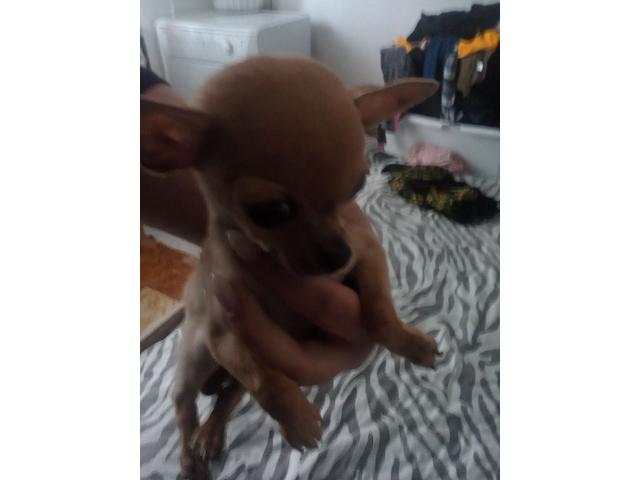 Photo Chihuahua mâle de bientôt 4 mois à vendre puce et pré vacciné image 2/2