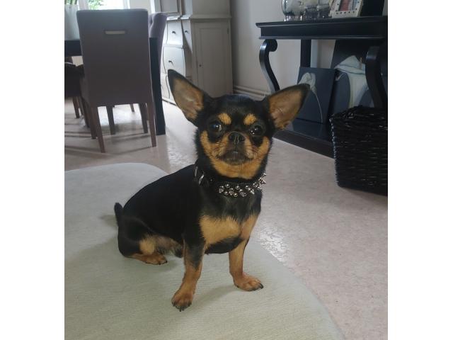 Photo Chihuahua mâle pour saillie image 2/3