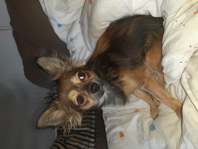 Photo Chihuahua mâle pour saillie image 2/2