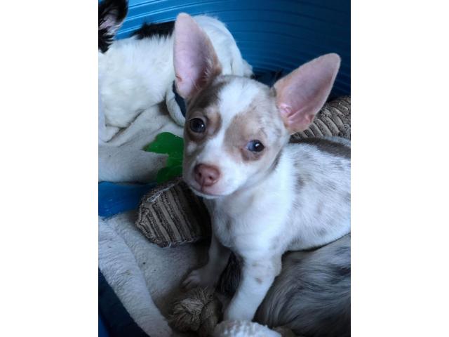 Photo Chihuahua merle choco lavande male image 2/4