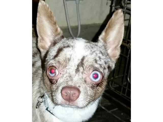 Photo Chihuahua merle lavande image 2/3