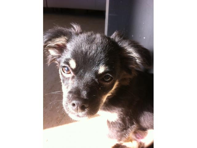 Photo Chihuahua noir et beige pour saillie image 2/5