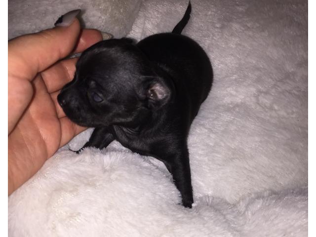 Photo Chihuahua noir poils courts (mâle) image 2/6