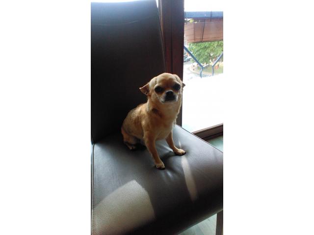 Photo Chihuahua ( pelo corto) image 2/6