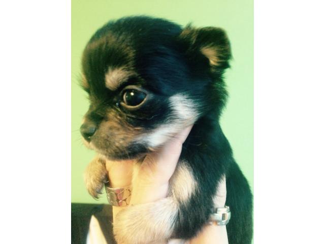 Photo Chihuahua poil long image 2/4