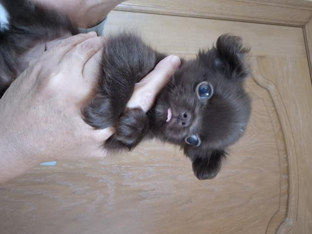 Photo chihuahua poils long image 2/2