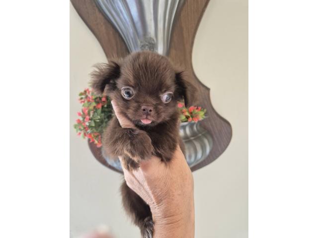Photo chihuahua poils long image 2/2