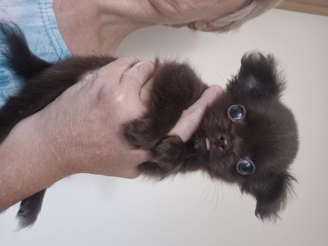 Photo chihuahua poils long image 2/3