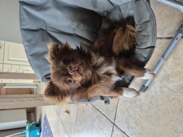 Photo chihuahua poils long image 2/2