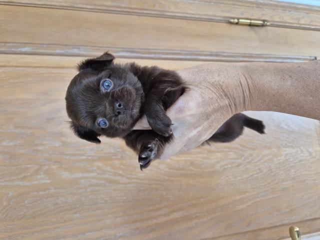 Photo chihuahua poils long image 2/6