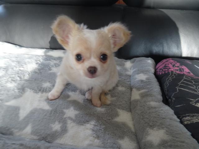 Photo Chihuahua poils longs image 2/4