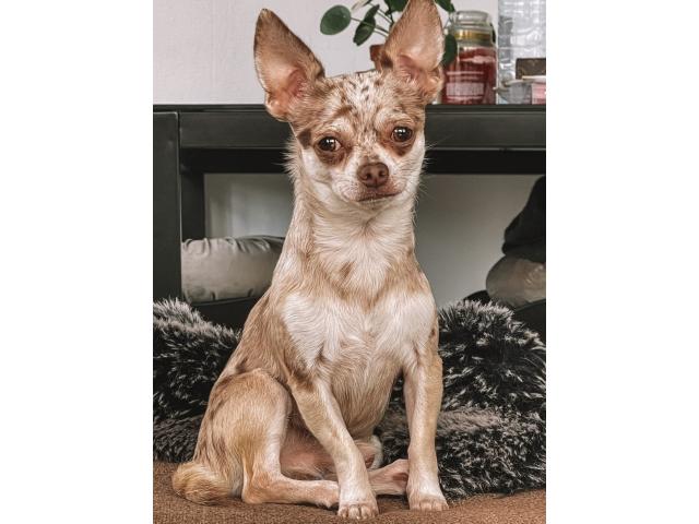 Photo Chihuahua pour sailli image 2/2