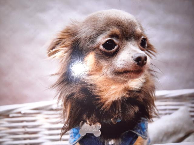 Photo Chihuahua pour saillie image 2/2