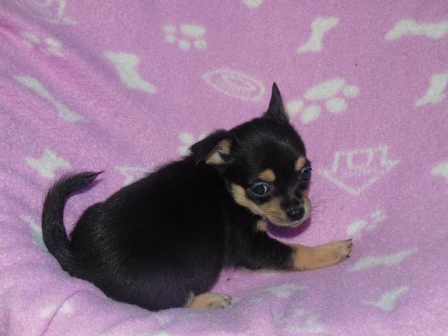 Photo Chihuahua tricolore image 2/3