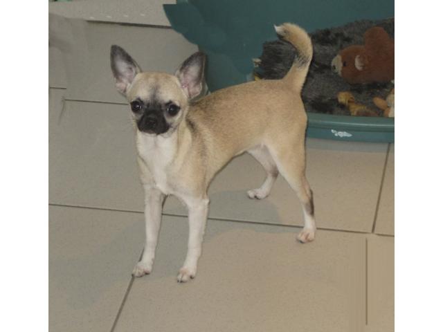 Photo Chihuahuas à poils courts image 2/6