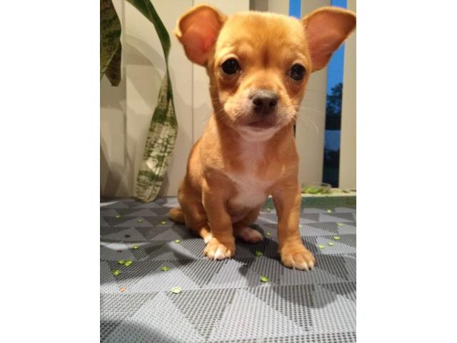 Photo Chihuahuas à vendre image 2/5
