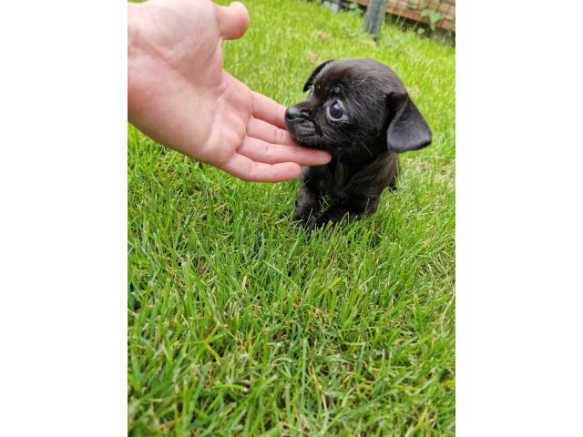 Photo Chihuahuas chiots image 2/6