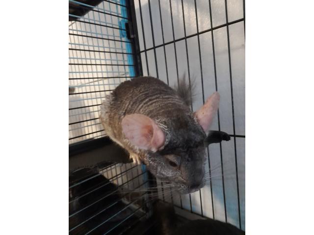 Photo Chinchillas image 2/5
