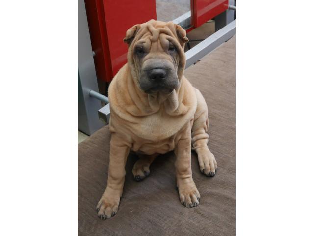 Photo chiot a vendre image 2/4