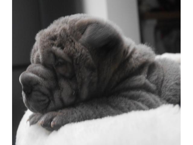Photo chiot a vendre image 2/5
