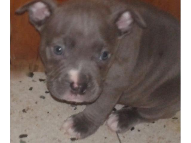 Photo chiot a vendre american bully poket image 2/4