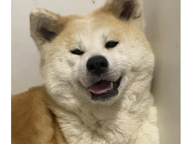 Photo Chiot Akita inu Rousse LOF image 2/3