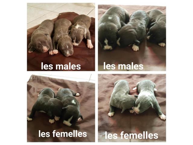 Photo Chiot AM STAFF image 2/3