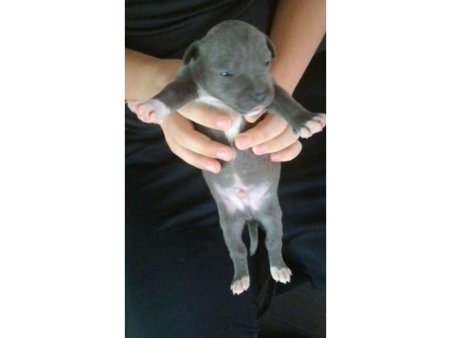 Photo chiot american staffordshire terrier image 2/3