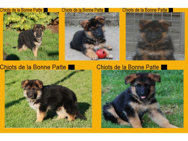 Photo CHIOT BERGER ALLEMAND image 2/4
