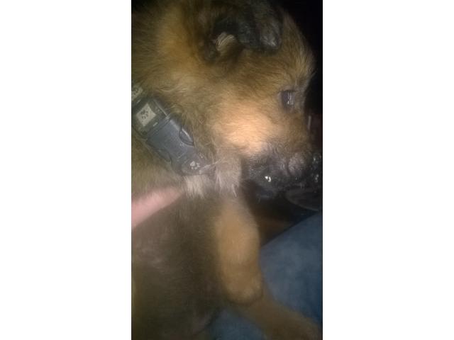 Photo chiot berger allemand croiser malinois  femelle image 2/4