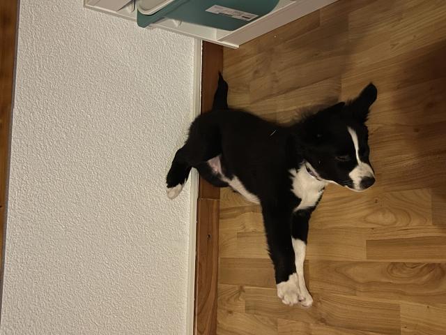 Photo Chiot Berger Américain Miniature image 2/3