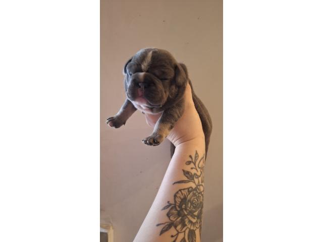 Photo Chiot bouldogue francais image 2/4