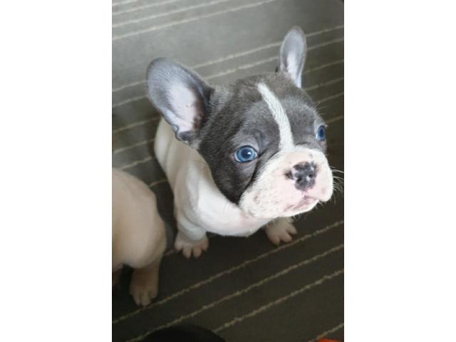 Photo Chiot BOULDOGUE FRANCAIS EXOTIQUE image 2/5