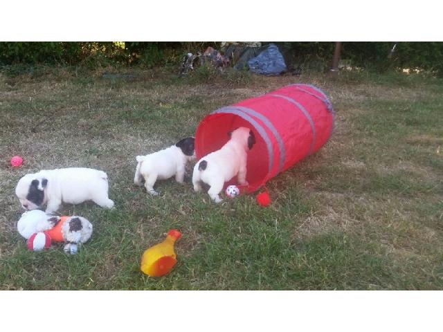Photo Chiot bouledogue français image 2/5