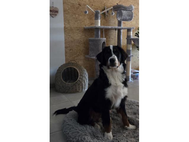 Photo Chiot Bouvier Bernois 8 mois image 2/2