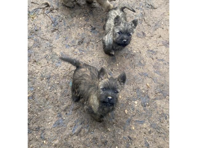 Photo Chiot Cairn Terrier image 2/6