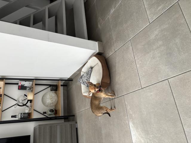 Photo Chiot chihuahua image 2/3