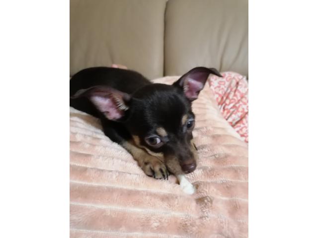 Photo Chiot chihuahua /pinscher image 2/2