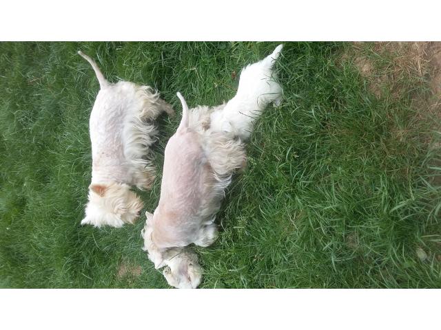 Photo Chiot femelle westie image 2/4