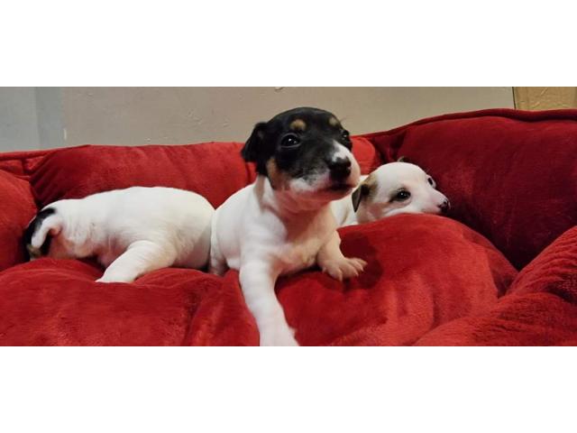 Photo Chiot jack russel image 2/4