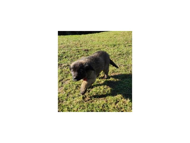 Photo CHIOT LEONBERG image 2/6