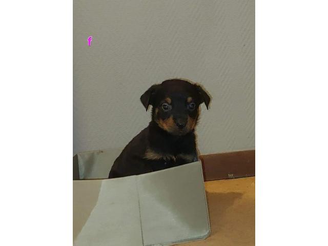 Photo Chiot  Rottweiler image 2/3