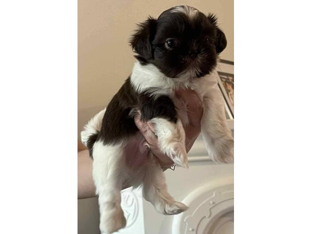 Photo Chiot shih-tzu image 2/2