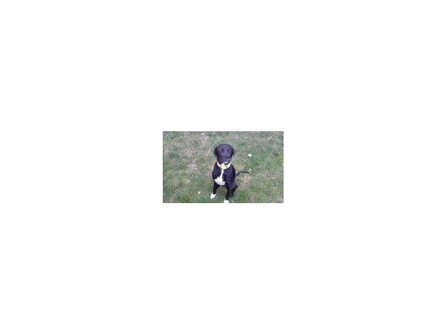 Photo chiot  type labrador femelle noir cravate  blanche image 2/4