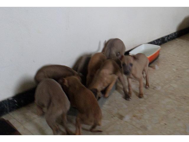 Photo Chiot  Whippets pur race image 2/3